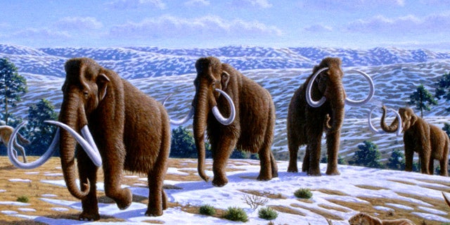 An artist's illustration depicts a herd of woolly mammoths.