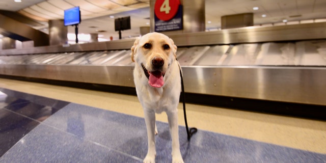 The dog apparently preferred to explore Fort Lauderdale-Hollywood International Airport on his own.