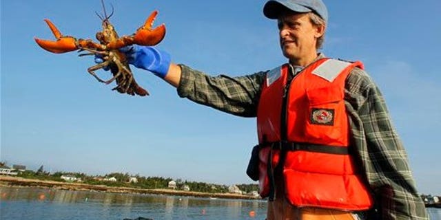 July 28: Lobsterman Nat Hussey holds a lobster caught off Matinicus Island, Maine. (AP)