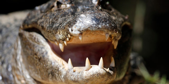 A Florida man was caught on camera tying up an alligator to his ATV and driving away.