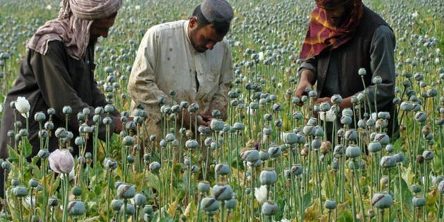Afghan farmers harvest opium in April 2014.