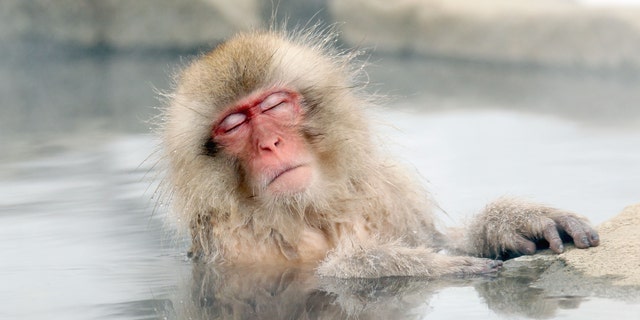 A Japanese snow monkey relaxes in a hot spring in the Jigokudani valley in northern Nagano Prefecture in Japan Friday, Feb 10, 2012. The macaques descend from the forests to the warm waters of the hot springs in the mornings, and return to the security of the forests in the evenings. (AP Photo/Nick Ut)