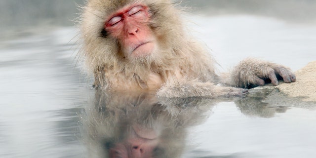 A Japanese snow monkey relaxes in a hot spring in the Jigokudani valley in northern Nagano Prefecture in Japan Friday, Feb 10, 2012. The macaques descend from the forests to the warm waters of the hot springs in the mornings, and return to the security of the forests in the evenings. (AP Photo/Nick Ut)