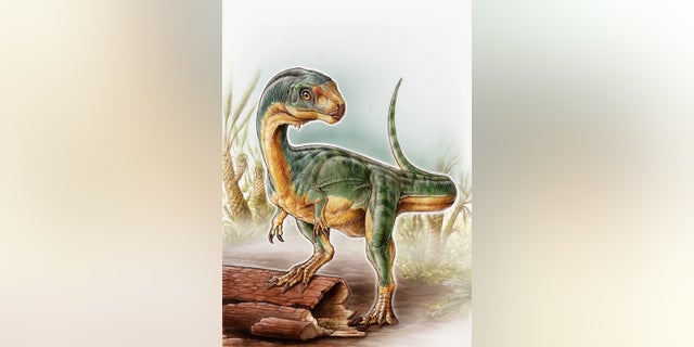 Chilesaurus diegosuarezi walked on its hind legs as other theropods did. It also had robust forelimbs that looked like those of other Jurassic theropods, such as the Allosaurus, the researchers said.