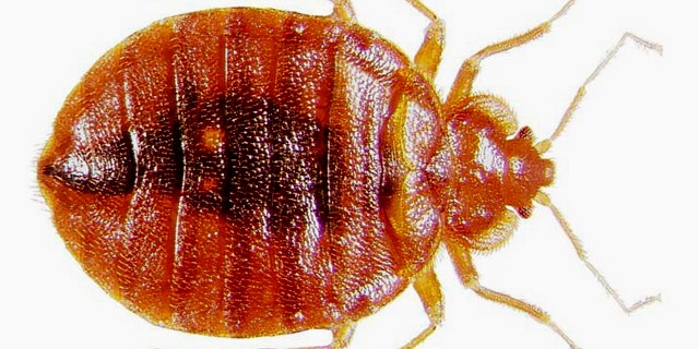 Adult bedbug at high magnification.