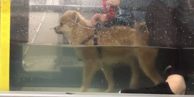 The pom’s new parents enrolled their pooch in a rehabilitation program, Water For Dogs, which saw Penny take part in hydrotherapy once a week ever since her adoption.