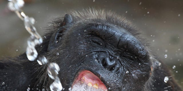 Tong, a 7-year-old chimpanzee, drinks water from a pipe that an official sprayed to cool him off as temperatures rose to nearly 40 degrees Celsius (104 F) at Dusit Zoo in Bangkok, Thailand Thursday, April 26, 2012. (AP Photo/Apichart Weerawong)