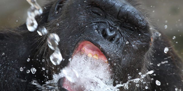 Tong, a 7-year-old chimpanzee, drinks water from a pipe that an official sprayed to cool him off as temperatures rose to nearly 40 degrees Celsius (104 F) at Dusit Zoo in Bangkok, Thailand Thursday, April 26, 2012. (AP Photo/Apichart Weerawong)