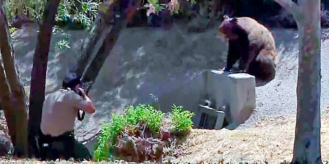 In this image taken from video provided by CBS2/KCAL9, a state wildlife control officer fires a tranquilizer dart at the bear.