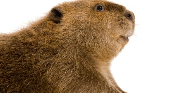 Beavers are among the largest of the rodents.
