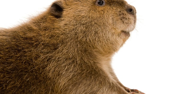 Beavers are among the largest of the rodents.