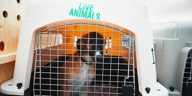 Joey (not pictured) is at a dog hotel in Germany with a trainer while he waits to be reunited with his family.