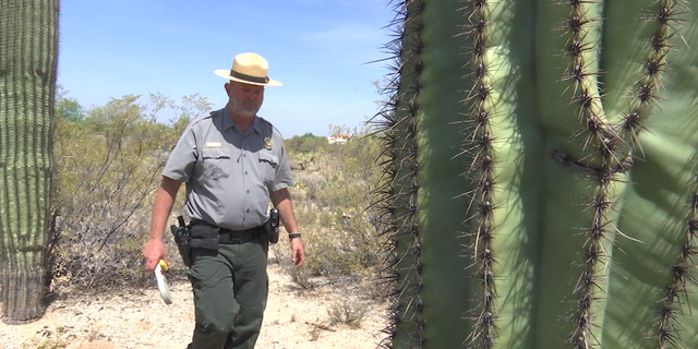 Ray O’Neil, chief ranger of Saguaro National Park, estimates 20 to 30 cacti are stolen from the park each year.