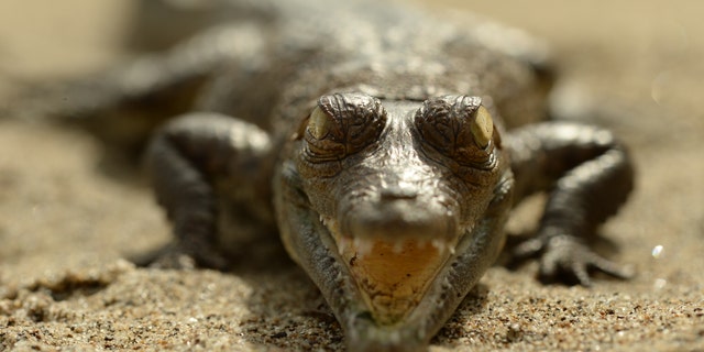 Orinoco crocodiles. (Mauricio “Pato” Salcedo)