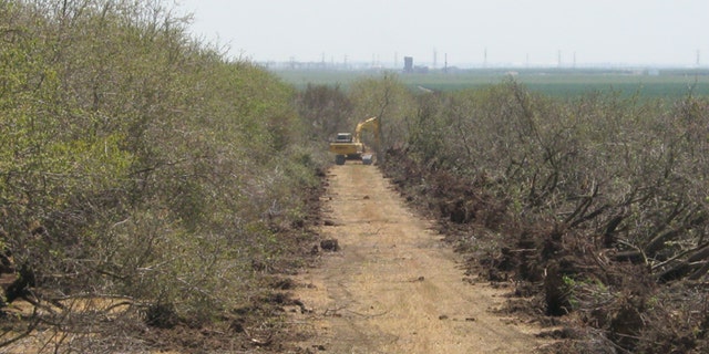 Almond trees in this field in central California were dug up because there wasn't enough water to keep them alive.