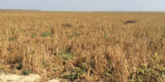 Wheatfield near Mendoto, Calif., could not be harvested due to lack of water.