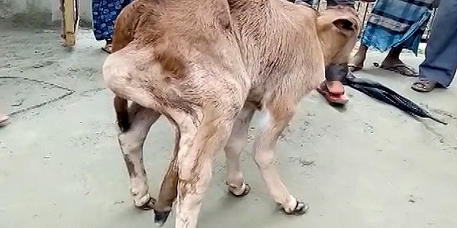 A dairy calf born with a fifth leg in place of rectum is shocking Indian villagers for being alive even after ten days of birth. (Credit: CATERS NEWS)