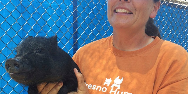 In this Monday, June 19, 2017 photo Tracy Crutchfield, Fresno Humane Animal Services shelter manager, holds one of three pigs found in a trailer that registered 107 degrees Fahrenheit the county found Friday, June 16 in Fresno, Calif.