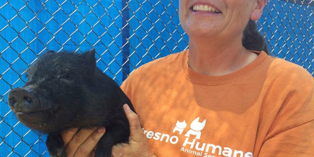 In this Monday, June 19, 2017 photo Tracy Crutchfield, Fresno Humane Animal Services shelter manager, holds one of three pigs found in a trailer that registered 107 degrees Fahrenheit the county found Friday, June 16 in Fresno, Calif.