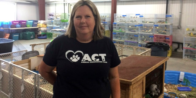 This Monday, June 19, 2017 photo Brenda Mitchell, president of Fresno Humane Animal Services, stands in front of many of the animals the county found Friday, June 16 in a truck trailer in Fresno, at the Fresno Humane Animal Services in Fresno, Calif.