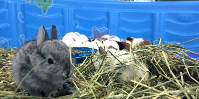 This Monday, June 19, 2017 photo a gray baby rabbit, dubbed Thumper by Fresno Humane Animal Services guardians, rests in hay inside a makeshift kiddie pool home at the Fresno Humane Animal Services in Fresno, Calif.