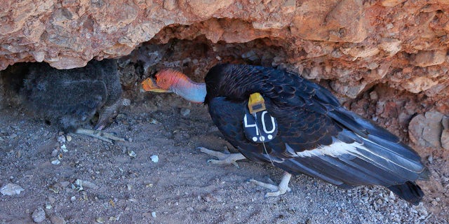 This June 14, 2016, photo provided by the National Park Service shows Condor chick #828, left, with her father, Condor #340 in her nest at 60 days of age in Pinnacles National Park, near Paicines, Calif.