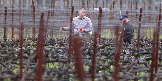 March 16, 2015: A member of Napa law enforcement places markers in a vineyard at a winery, while investigating a crime scene, south of Yountville, Calif.