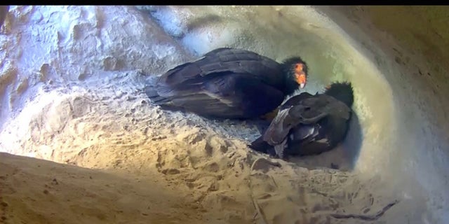 California condors #111 and #509 tend to their new chick.