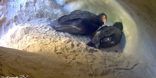 California condors #111 and #509 tend to their new chick.