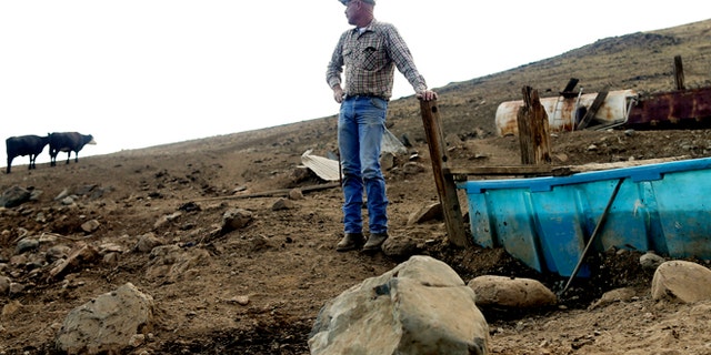July 2, 2015: Rancher Steve Drumright looks toward his cattle, grazing on a barren hillside in Tulare County, outside of Porterville, Calif. Drumright's herd is forced to search the parched Tulare County hills for the dwindling vegetation as California endures a fourth year of drought.