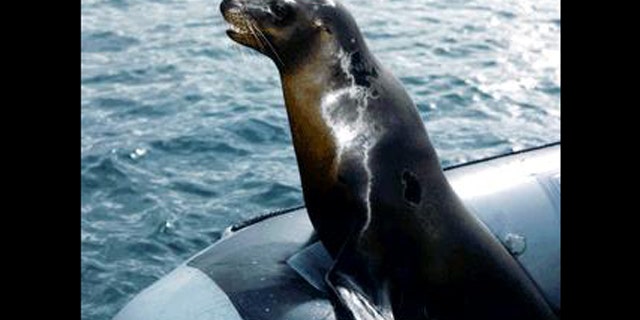 A sea lion rides in a boat, perhaps en route to a mine-detection mission.