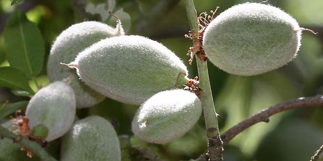 March 31, 2015: In this photo, almonds are seen on growing in an almond orchard belonging to farmer Bob Weimer, near Atwater, Calif.