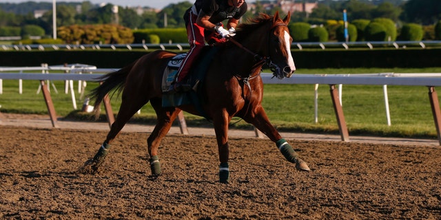 June 6, 2014: California Chrome, winner of the 2014 Kentucky Derby and Preakness Stakes, gallops during morning workouts at Belmont Park in Elmont, New York.