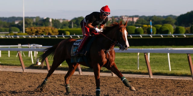 June 6, 2014: California Chrome, winner of the 2014 Kentucky Derby and Preakness Stakes, gallops during morning workouts at Belmont Park in Elmont, New York.