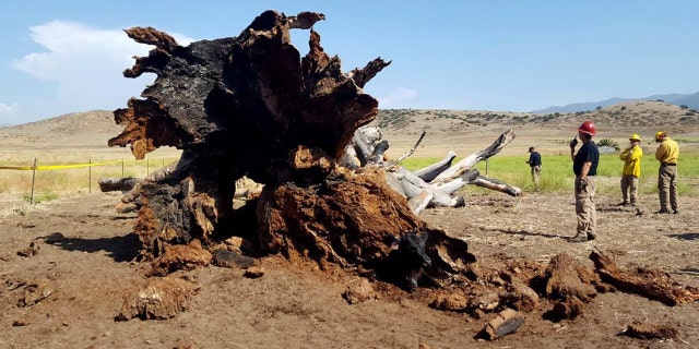 A group of cows needed to be rescued after ended up trapped under a massive fallen tree.