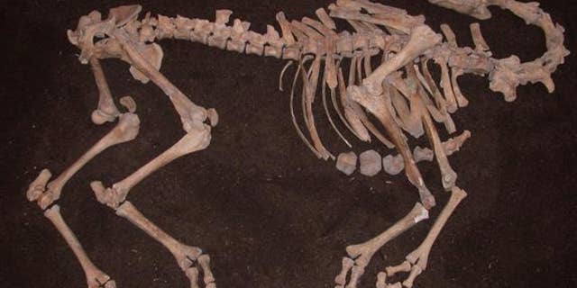 The nearly complete skeleton of a camel, dating to the 17th century, was discovered along the Danube River in Tulln, Austria.
