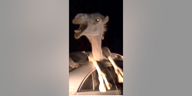This is the bizarre moment a camel tried to free itself from a car after it smashes through the windshield after a head on collision. See SWNS story SWCAMEL; Passers-by battled for nearly four hours to rescue the camel. The incident occurred near Bikaner in Rajasthan, India, on July 9. Eyewitnesses said a speeding car collided with the camel, which suddenly stepped into the highway. The camel flew into the car shattering the windshield under the impact of the collision. Rajat Singh, 23, a resident of Bikaner, said: âThe camel was horribly entangled. Its head popped out of the sun roof of the car.â Passers-by rushed to help and shifted the injured driver to a nearby hospital. They then cut open the roof of the car and a door to free the badly injured camel, which was also shifted to a veterinary hospital for treatment.