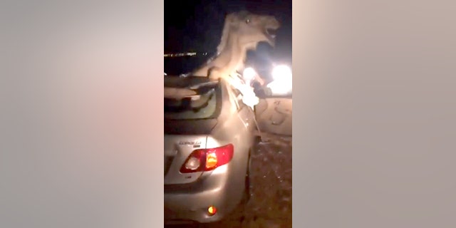 This is the bizarre moment a camel tried to free itself from a car after it smashes through the windshield after a head on collision. See SWNS story SWCAMEL; Passers-by battled for nearly four hours to rescue the camel. The incident occurred near Bikaner in Rajasthan, India, on July 9. Eyewitnesses said a speeding car collided with the camel, which suddenly stepped into the highway. The camel flew into the car shattering the windshield under the impact of the collision. Rajat Singh, 23, a resident of Bikaner, said: âThe camel was horribly entangled. Its head popped out of the sun roof of the car.â Passers-by rushed to help and shifted the injured driver to a nearby hospital. They then cut open the roof of the car and a door to free the badly injured camel, which was also shifted to a veterinary hospital for treatment.