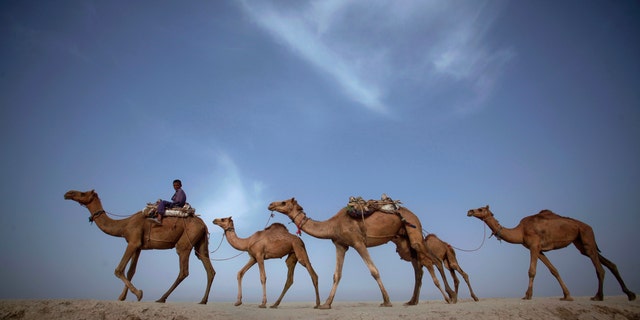 Deadly MERS virus found in Saudi Arabian camel | Fox News