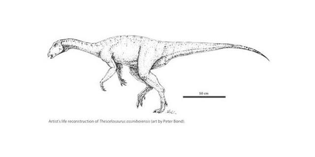 Research confirms that a partial skeleton discovered in Saskatchewan is a new species of plant-eating dinosaur, named Thescelosaurus assiniboiensis after Saskatchewan’s historic District of Assiniboia in which it was found.