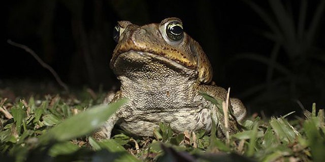 Cane Toad