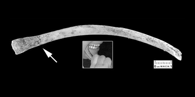 A rib fragment compressed and slightly bent at one end (white arrow) chewed by a European volunteer using the cheek teeth. The small inset shows one of the experimenters performing this action.