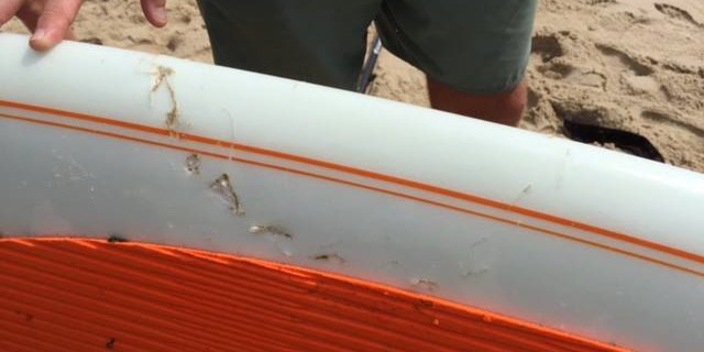 Shark Bite Cape Cod