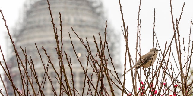 FILE -- Dec. 30, 2015: A bird sits among the winterberries at the U.S. Botanic Garden on Capitol Hill in Washington. (AP Photo/J. Scott Applewhite)