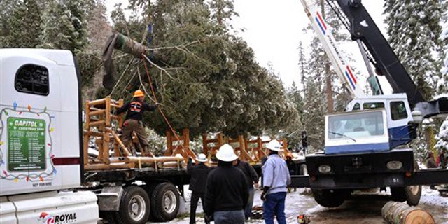 In this photo supplied by the Stanislaus National Forest, a 65-foot white fir tree is loaded onto a truck for its 20-day journey to Washington Saturday, Nov. 5, 2011, after the U.S. Capitol Christmas tree was cut from the Stanislaus National Forest near Sonora, Calif.