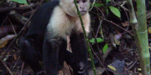 The white-faced capuchin is a species of monkeys living in Panama. Scientists have observed the capuchins using stones as tools.