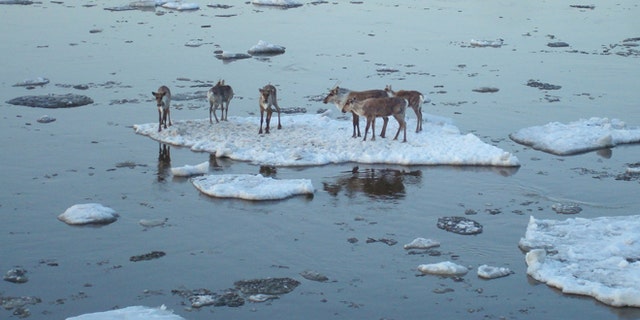 May 3: Caribou hitch a ride on an ice chunk in the Yukon River near Circle, Alaska.