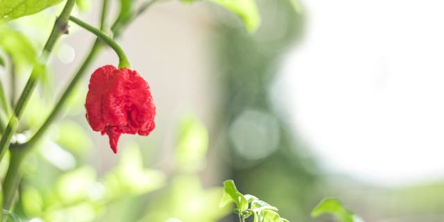 carolina reaper istock