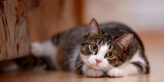 Striped with white a cat. Striped not purebred kitten. Small predator. Small cat.