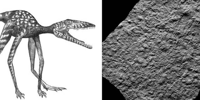 Researchers discovered numerous footprints of the dinosaur Prorotodactylus from the Early Triassic (250 million years ago) of Poland, and now considered the oldest dino prints.